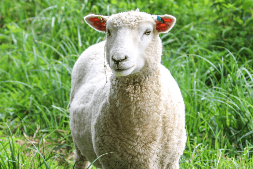Mutton