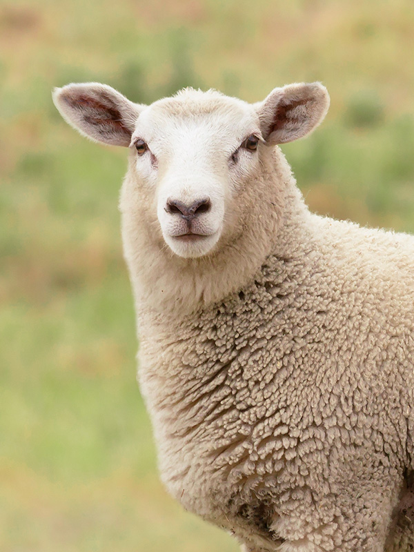 Lamb